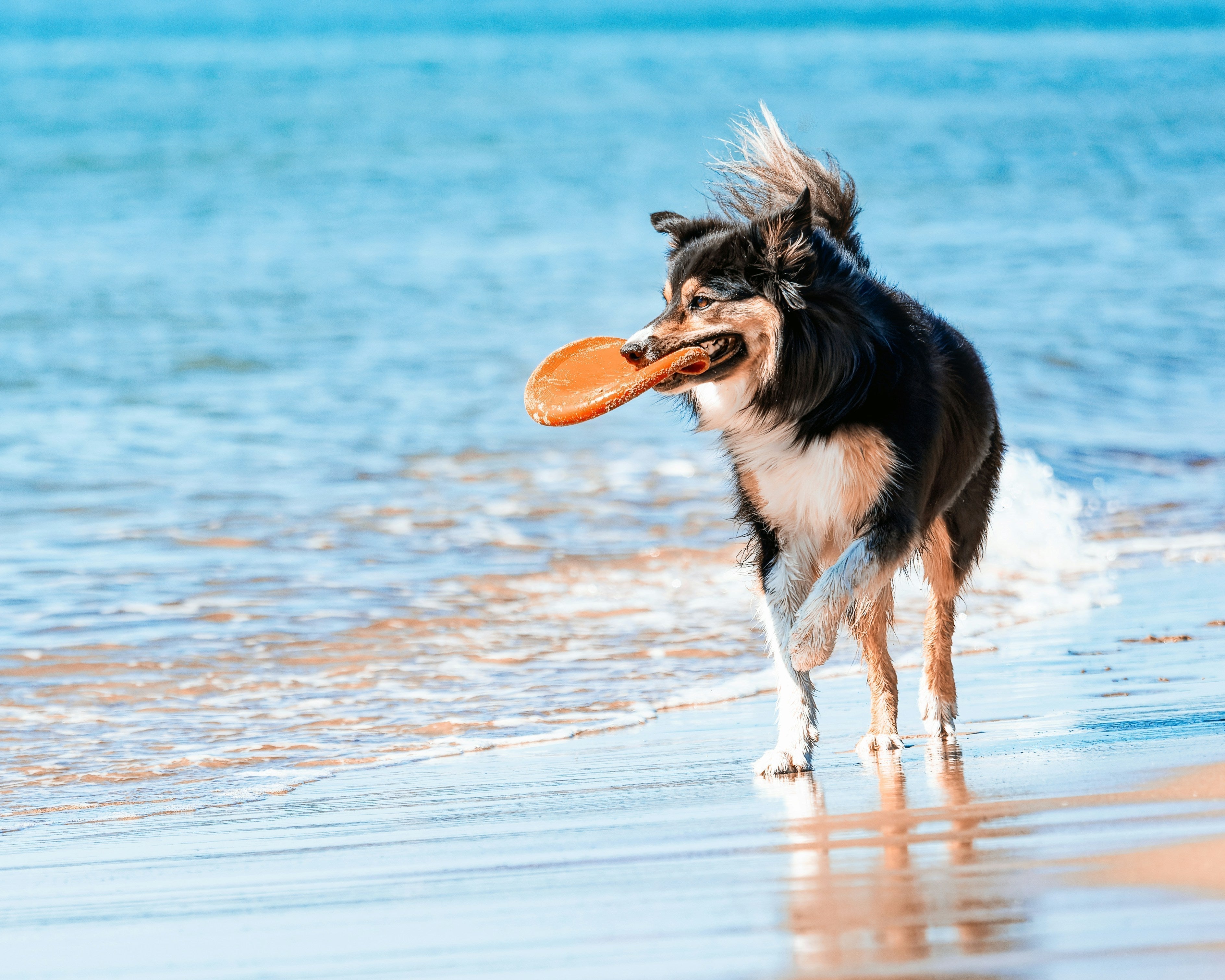 Why Endless Fetch Isn’t Always Fun - Taiga