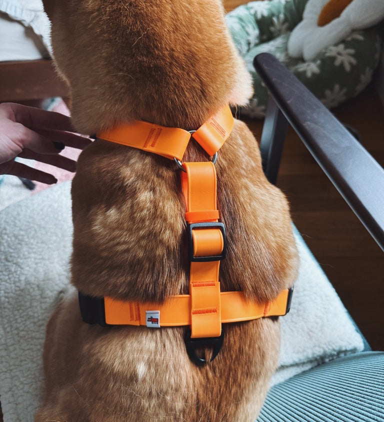A brown dog wearing a bright orange harness sits on a chair, with a persons hand gently holding its side. A green flower-shaped pet bed is visible in the background.