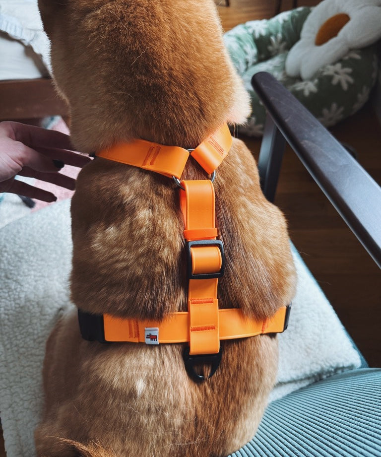 A brown dog wearing a bright orange harness sits on a chair, with a persons hand gently holding its side. A green flower-shaped pet bed is visible in the background.