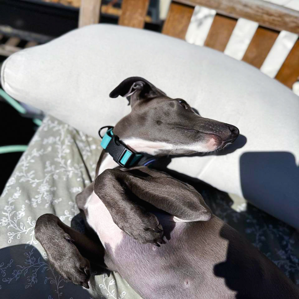 A grey and white dog with a teal collar lies on its back on a patterned cushion outdoors, enjoying the sunlight with a relaxed expression.