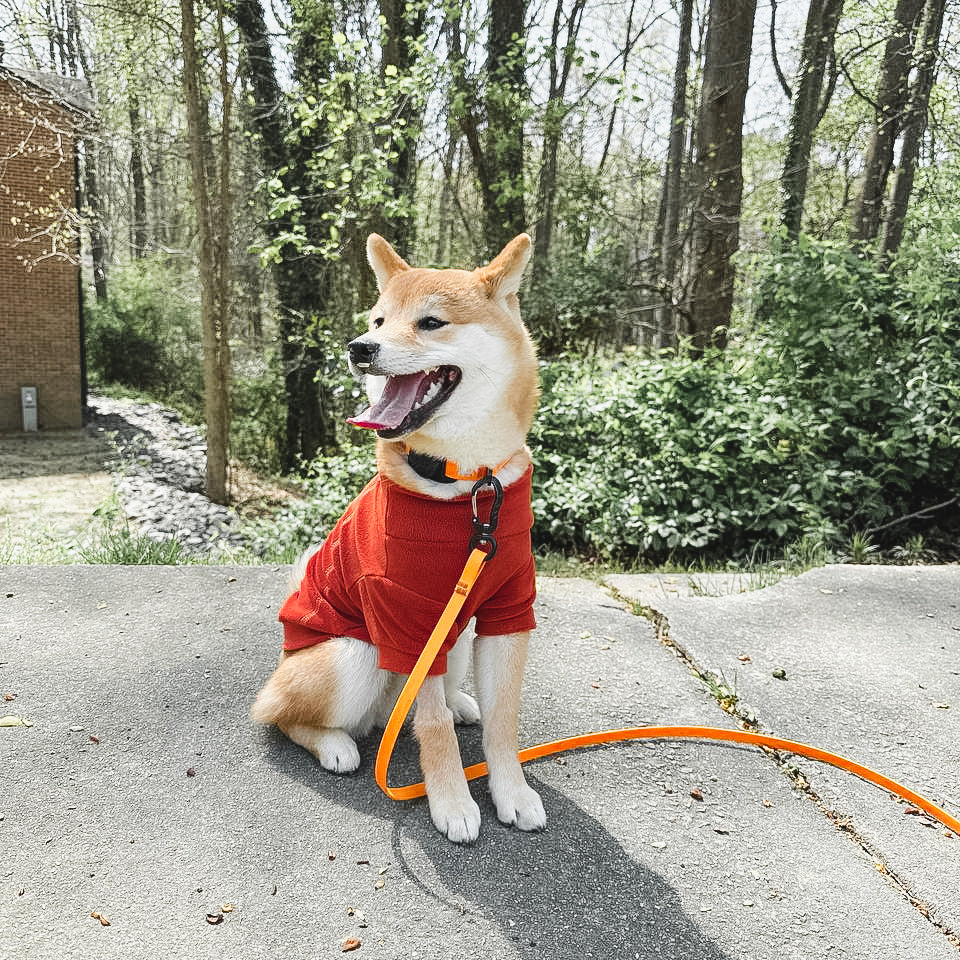 A Shiba Inu dog wearing a red shirt and orange leash sits on a sidewalk outside, surrounded by trees and greenery, with its mouth open and tongue out, appearing happy.