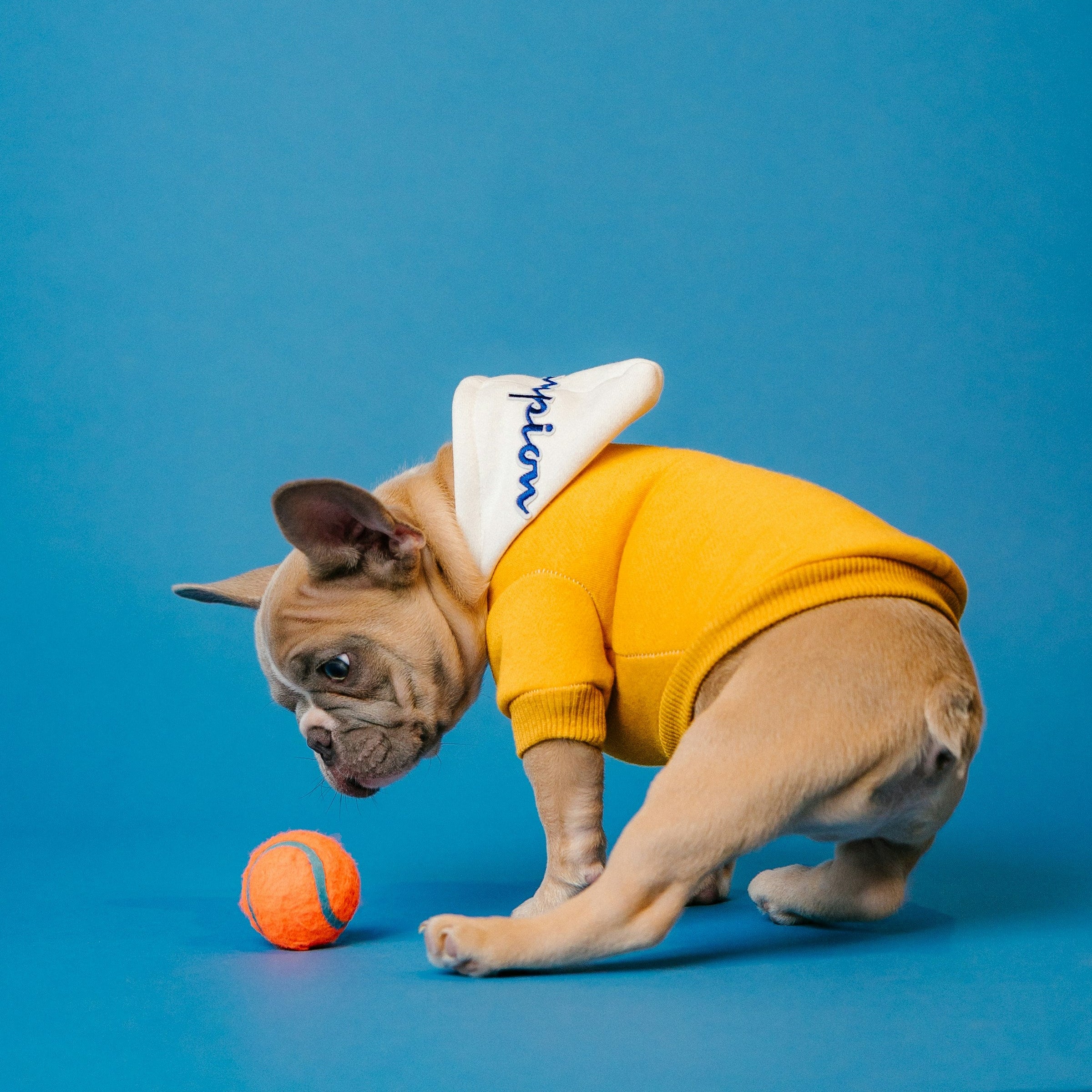 Photo of a french bulldog looking at a ball