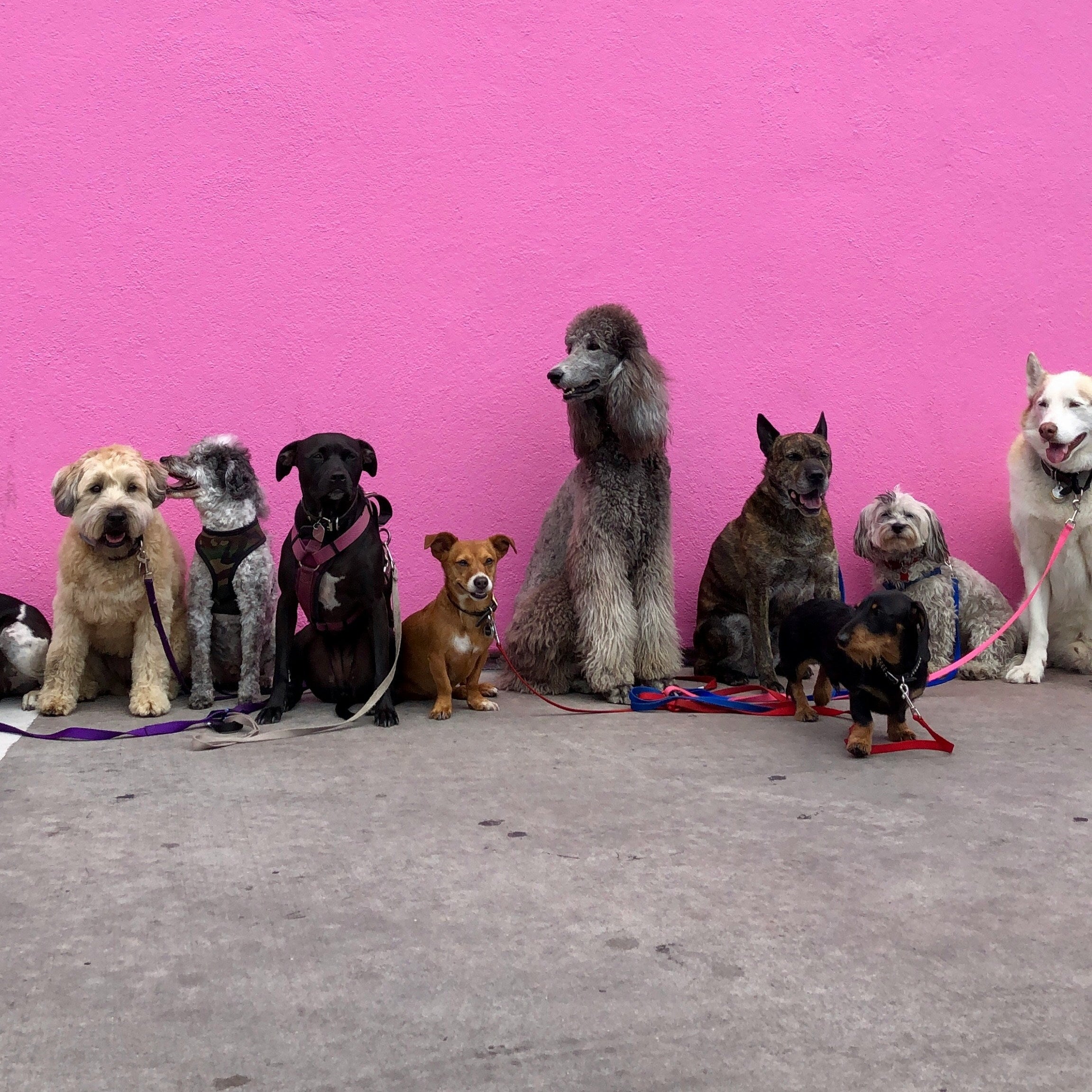 Nine dogs of different breeds and sizes sit in a row on leashes in front of a bright pink wall, looking in various directions. The pavement beneath them is gray.